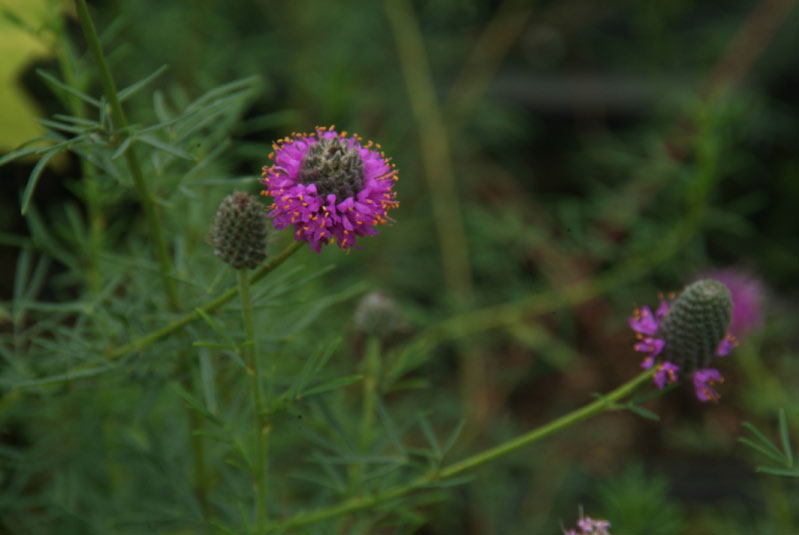 Dalea purpureasyn. Petalostemon purpureum bestellen